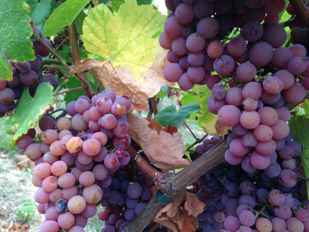 Grappes de Gewurztraminer