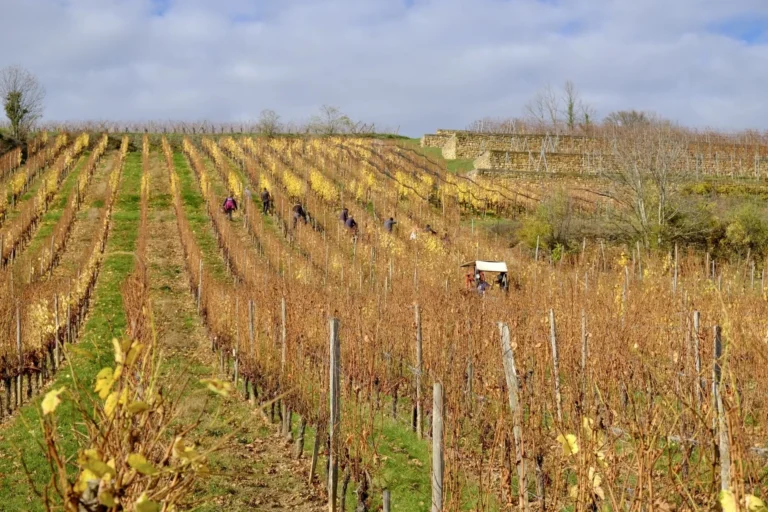 Vignoble en automne
