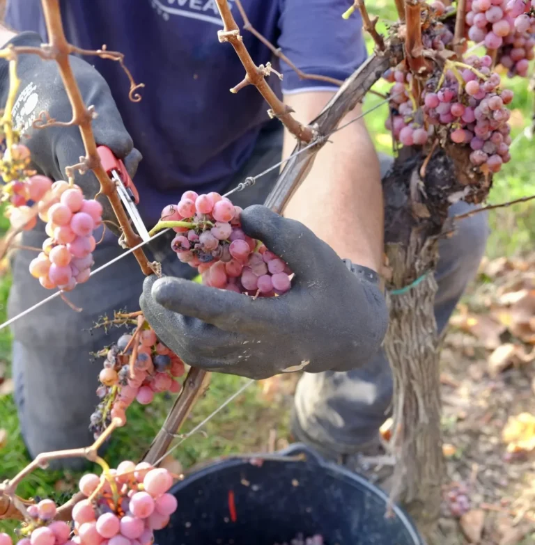Cueillette à la main de grappes de raisin