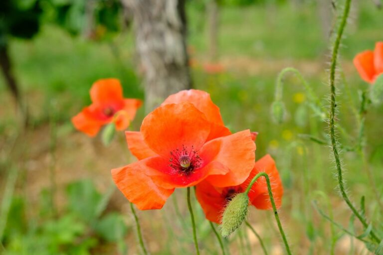 Coquelicot dans le vignoble