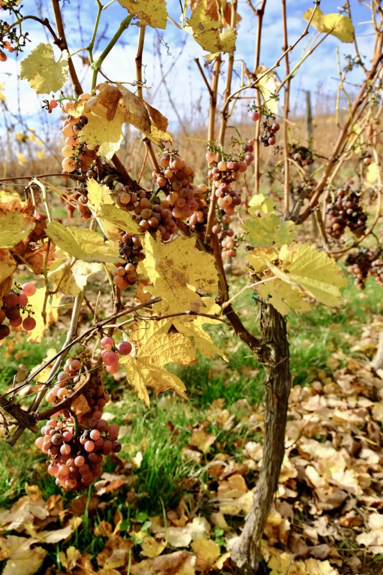 Feuilles de vigne en automne