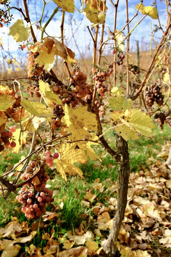 Feuilles de vigne aux couleurs d’automne