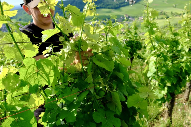 Feuillage verdoyant de la vigne