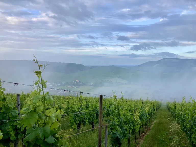 Vignoble et brume sur les collines