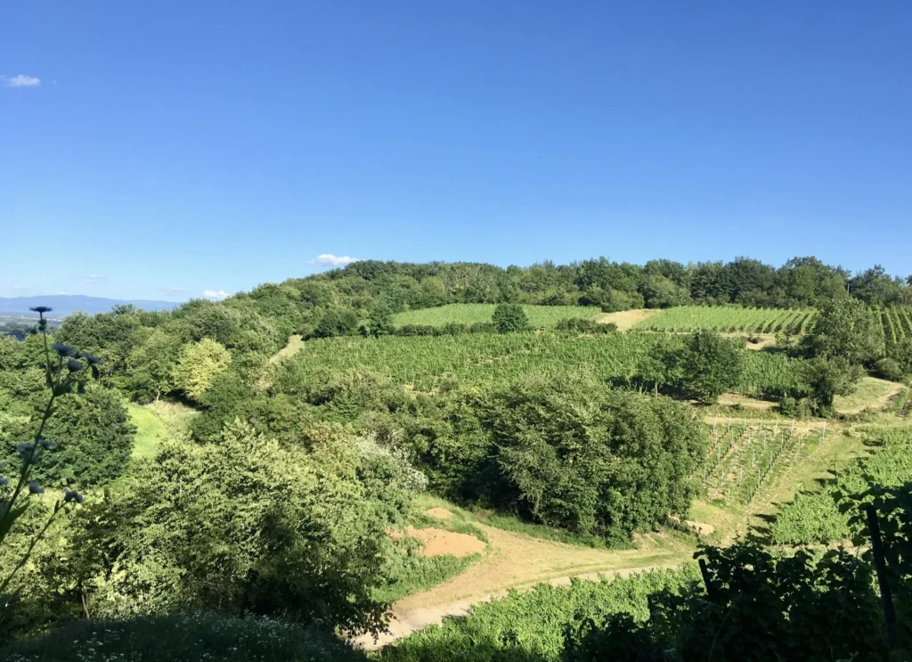 Collines viticoles au printemps