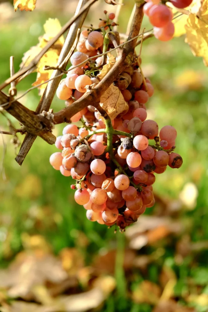 Grappes de raisin rosées