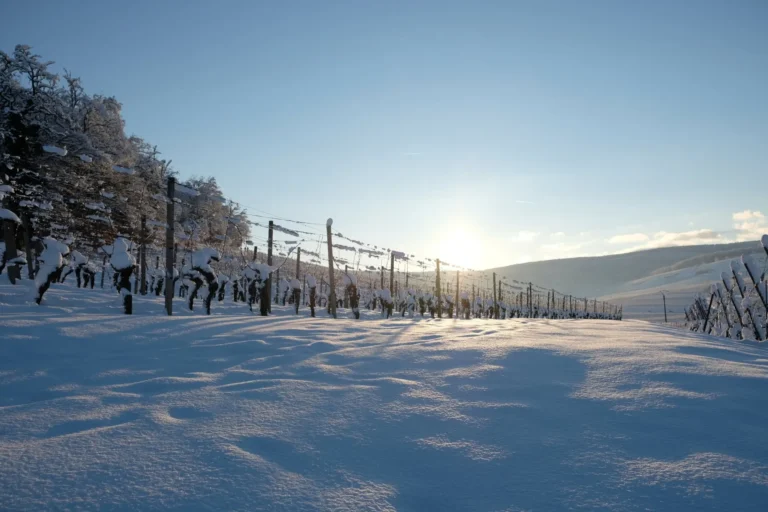 Vignoble sous la neige au soleil levant