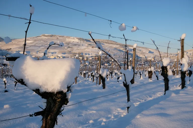 Piquets de vigne enneigés