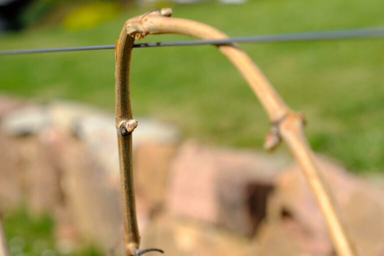 Fil de palissage dans la vigne