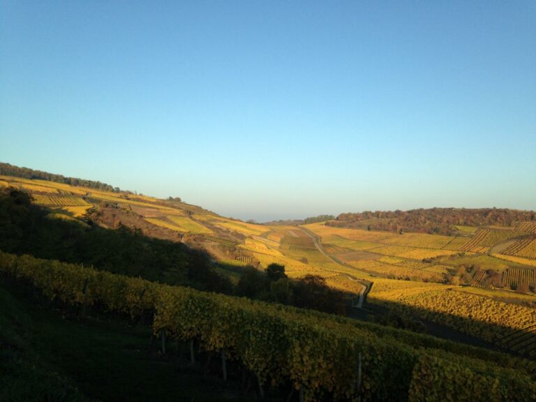 Coteaux de vignes aux couleurs d’automne sous un ciel clair