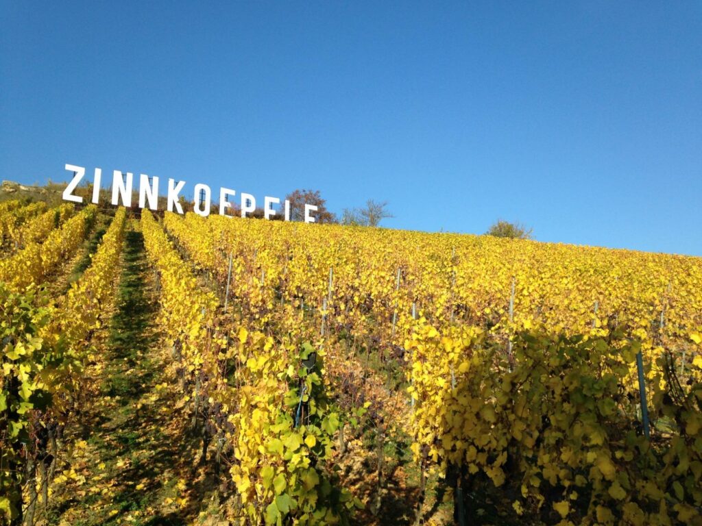 Coteau du Zinnkoepflé et ses vignes