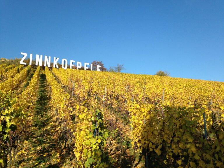 Coteau du Zinnkoepflé et ses vignes