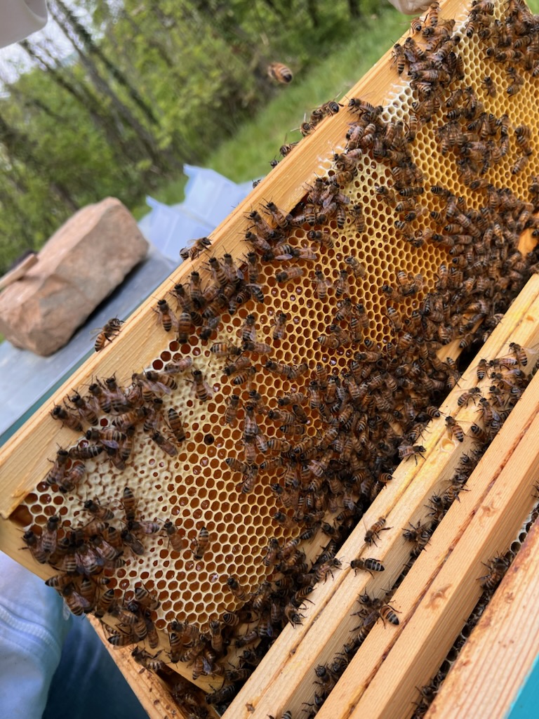 Abeilles sur un cadre de ruche