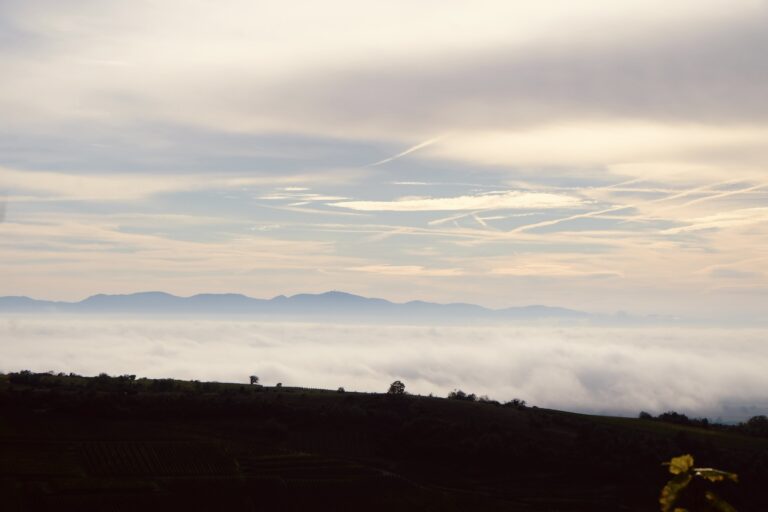 Paysage du vignoble sous un ciel nuageux