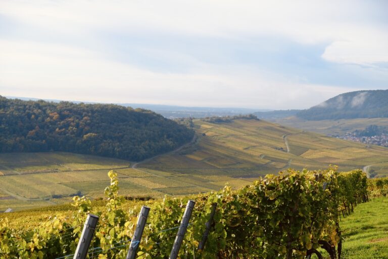Collines du vignoble d’Alsace