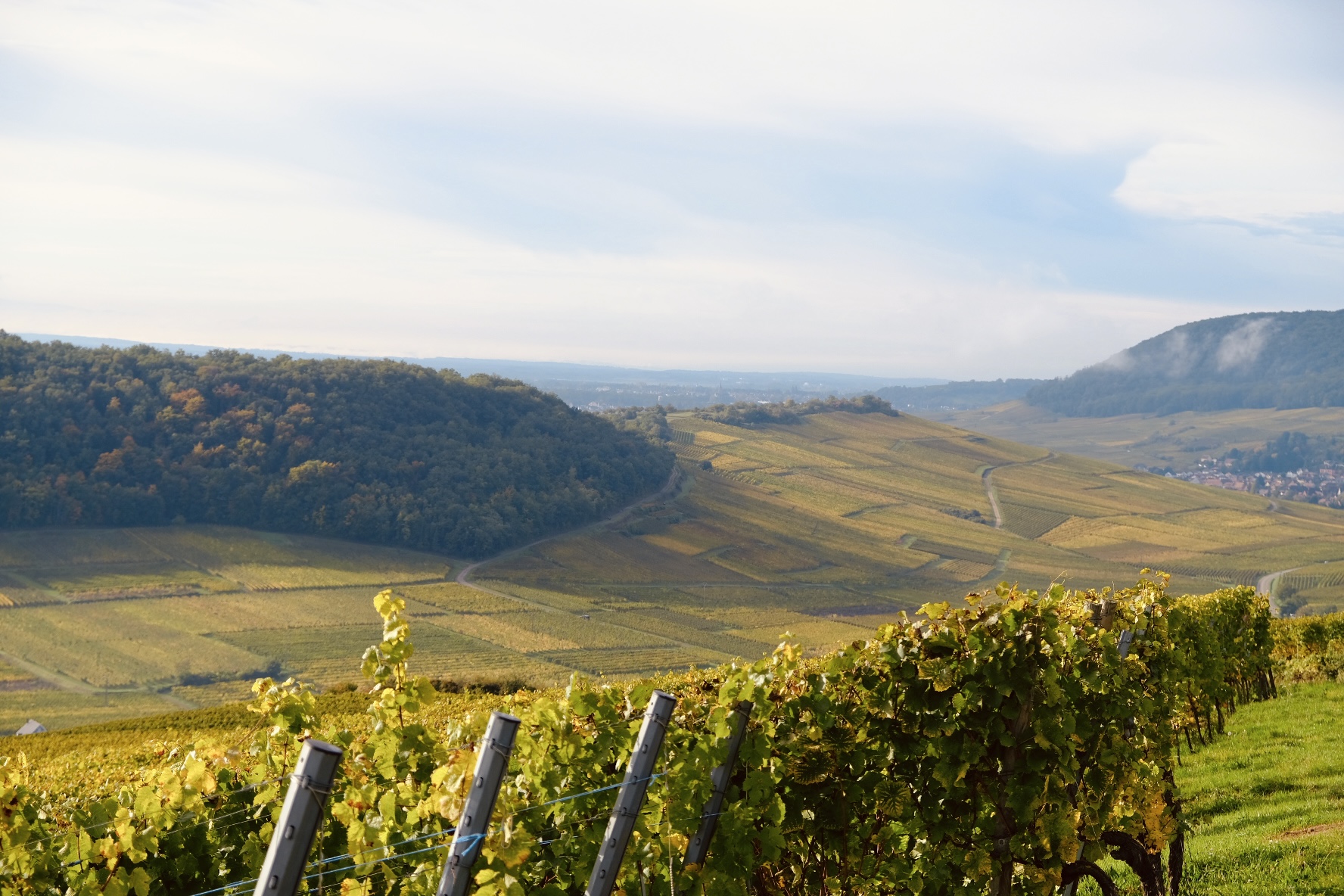 Les coteaux de vignes de Westhalten à l’automne