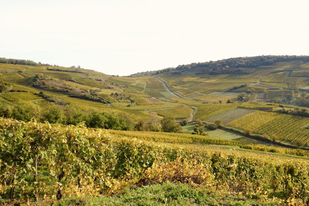 Coteaux du vignoble alsacien en automne