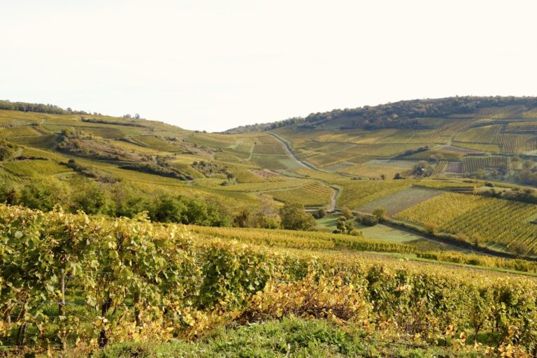Coteaux du vignoble alsacien en automne