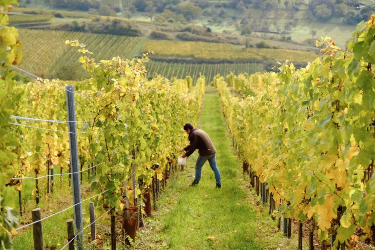 Vigneron au travail dans les rangs de vigne