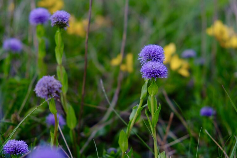 Fleurs sauvages dans le vignoble