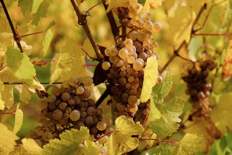 Grappe de raisin dorée en automne