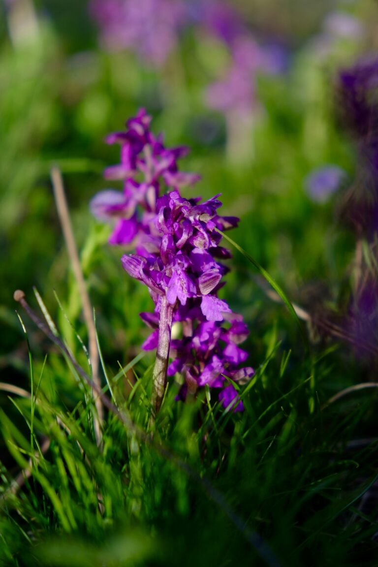 Orchidées sauvages dans le vignoble