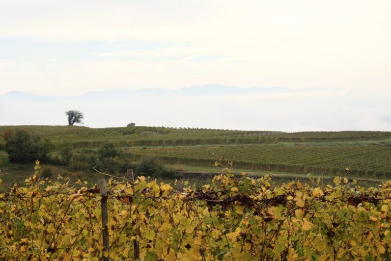 Coteaux viticoles en automne