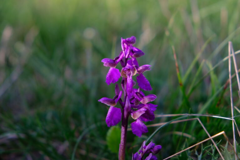 Orchidée sauvage dans le vignoble
