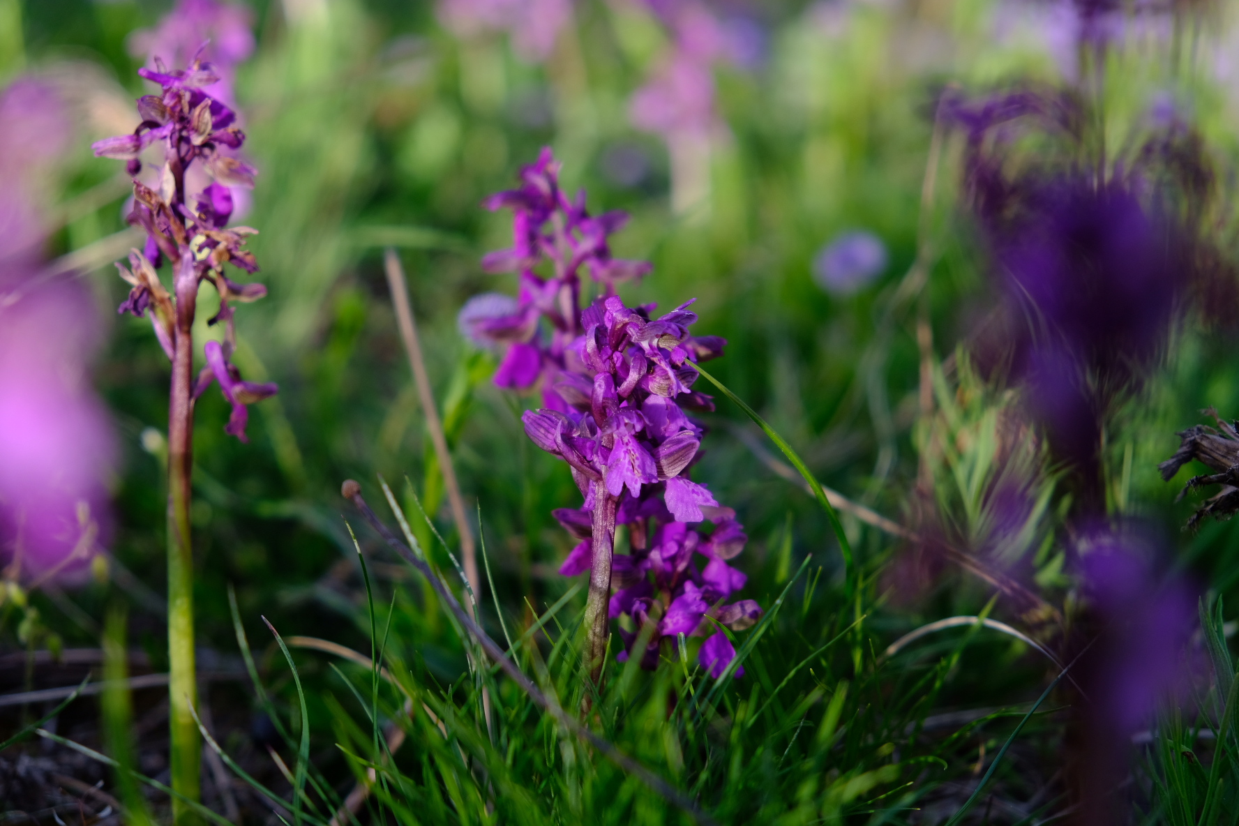 Orchidées sauvages pourpres dans l’herbe, au printemps